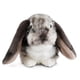 thumbnail image 1 of Animal de peluche Living Nature, conejo holandés de orejas caídas, gris, 1 of 4