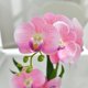 thumbnail image 5 of Orquídea FuleHouzz 39 cm Rosa con Jarrón de Cerámica, 5 of 6