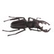 thumbnail image 5 of Juguetes De Animales Recurso Educativo Alta Simulación Insectos Realistas Figura I, 5 of 5