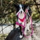 thumbnail image 2 of Correa De Paseo Resistente Para Perros Outdoor Petlounge violeta oscuro, 2 of 5