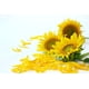thumbnail image 4 of Pétalos de girasol Solo Therapy 56 g – Té de hierbas seco, 4 of 5