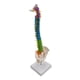 thumbnail image 3 of Modelo De Columna Vertebral De Esqueleto Humano Con Soporte Para Demostración, 3 of 5