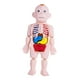 thumbnail image 3 of Modelo De Cuerpo Humano Para Niños, Partes Del Cuerpo, órganos Para Demostración En El Hogar, Preescolar, 3 of 5