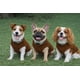 thumbnail image 3 of Chaleco polar JACKO & CO para perros, suave y cálido, para pequeños y medianos, 3 of 8