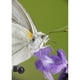 thumbnail image 3 of Lente macro Snap-On Raynox DCR-250 para filtros de 52-67 mm, 3 of 5