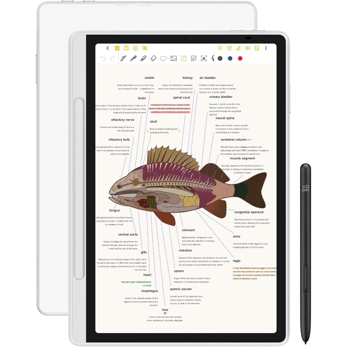 Tablet Xppen Magic Note Pad 10.95 128gb 6gb Android 14