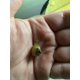 thumbnail image 2 of Almejas vivas Florida Live 15 unidades color marrón/dorado, 2 of 6