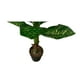 thumbnail image 2 of Planta Artificial Tipo Taro. Altura: 100Cm verde, 2 of 3