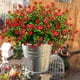 thumbnail image 2 of Flores artificiales Grunyia, eucalipto rojo, 10 paquetes, 2 of 7