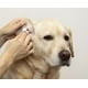 thumbnail image 3 of Limpiador Ótico Pet-Otic para Perros Y Gatos 100 ml, 3 of 3