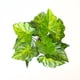thumbnail image 4 of Planta Artificial Manto Eva, 4 of 6
