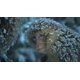 thumbnail image 2 of Documental BBC Dynasties 4K Ultra HD + Blu-ray, 2 of 5