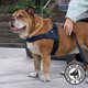 thumbnail image 5 of Arnés para perro Dog Friendly Co – Talla Grande, Azul Marino, Ajustable, 5 of 8