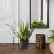thumbnail image 3 of Planta artificial de aloe casi natural para uso en interiores, 3 of 5