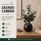 thumbnail image 4 of Planta Artificial Ficus Decorativa Maceta Decoracion Hogar gris oscuro, 4 of 8