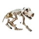 thumbnail image 1 of Esqueleto de Perro Decorativo Articulado 71 cm Halloween - Frank & Mortis, 1 of 3