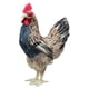 thumbnail image 2 of Modelo De Gallina Realista Estatua De Pollo Realista Estatuilla De Animal Realista M, 2 of 4