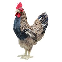Magideal - Estatua De De Simulación, Figurita De Animal , Artesanía Artística, Escultura De Pollo, Estatua De Pollo Para Estante, Patio, Fotografía , M M
