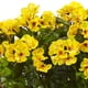 thumbnail image 2 of Planta artificial de geranio casi natural con maceta rectangular, 2 of 3