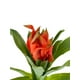 thumbnail image 2 of Rama Bromelia - Ginger 30cm Artificial, 2 of 3