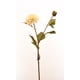 thumbnail image 1 of Dalia Blanca 68 Cm, 1 of 1