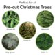 thumbnail image 3 of Fertilizante PERFECT PLANTS 240 ml Conservador para Árbol de Navidad, 3 of 9
