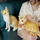 thumbnail image 2 of Peluche GUDVES Gato atigrado naranja de 30 cm para bebé, 2 of 3