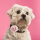 thumbnail image 5 of 20 piezas de collares de flores para perros, pajaritas para mascotas, collares de flores para cachorros, accesorios de aseo, 5 of 5
