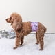 thumbnail image 5 of Paquete de 3 fajas abdominales para perros machos - Pañales absorbentes lavables y reutilizables para perros machos, 5 of 8
