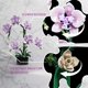 thumbnail image 4 of Set de Flores de Orquídea SharpCreation de Bloques de Construcción 619 Piezas Morado, 4 of 6