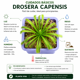 thumbnail image 3 of Drosera capensis - planta carnivora, 3 of 3