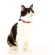 thumbnail image 5 of Collar para gatos Nuvuq, suave, cómodo y ligero, paquete de 2, rojo, 5 of 7