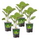 thumbnail image 1 of Plantas vivas Bonnie Plants Black Beauty berenjena 4 piezas, 1 of 9
