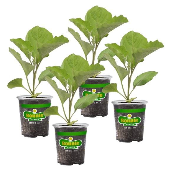 Plantas vivas Bonnie Plants Black Beauty berenjena 4 piezas