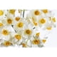 thumbnail image 4 of Xiao Hua Juego de 6 Flores Artificiales de Narciso, Decoración de Flores de Seda Simulada de Primavera, Adecuada para Decoración Del Hogar y Bodas, Blanca, 4 of 4