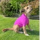 thumbnail image 1 of Chaleco para perro color rosado, 1 of 6