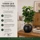 thumbnail image 5 of Planta Artificial Ficus Decorativa Maceta Decoracion Hogar negro, 5 of 9