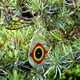 thumbnail image 5 of Disuasor de Pájaros Cainda Paquete de 5 Ojos de Depredador Reflectantes, 5 of 6