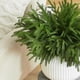 thumbnail image 4 of Ramas Artificiales de Pino Norfolk WeGuard 46 cm Follaje Artificial Verde, 4 of 8