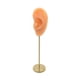thumbnail image 3 of Soporte De Exhibición De Pendientes, Modelo De Oído Humano, Soporte De Perno, Escaparate, Organizador De Joyas, Piel Normal Izquierda, 3 of 5