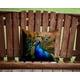 thumbnail image 2 of Cojín Peacock 35 X 35 Cm, 2 of 6