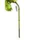 thumbnail image 3 of Hortensia Verde Oscura 52cm Con Textura Realista, 3 of 3