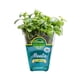 thumbnail image 1 of Menta Orgánica, 1 Un, 1 of 1