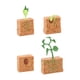 thumbnail image 1 of Ciclo De Vida De La Planta Verde Cultivada Montessori Para Niños Y Niñas En Edad Preescolar, 1 of 5