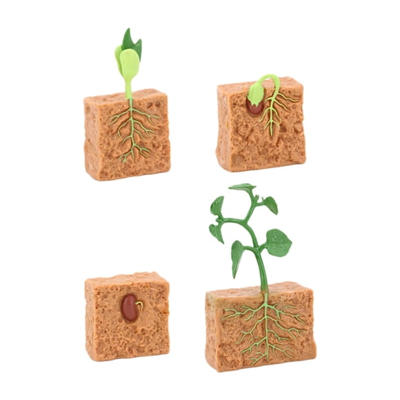 Ciclo De Vida De La Planta Verde Cultivada Montessori Para Niños Y Niñas En Edad Preescolar