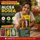 thumbnail image 3 of Semillas Alcea Rosea Las Encinas | Malva Real Gigante, 3 of 4