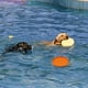 thumbnail image 4 of TPR Pet Soft Flying Disc Dog Gnawing Flying Saucer Pet Training To Play With Interactive Toys Dog Flying Disc, 4 of 5