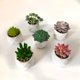 thumbnail image 1 of Planta Artificial Suculenta 9 cm Producto Surtido, 1 of 3