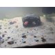 thumbnail image 5 of Almejas vivas Florida Live 15 unidades color marrón/dorado, 5 of 6