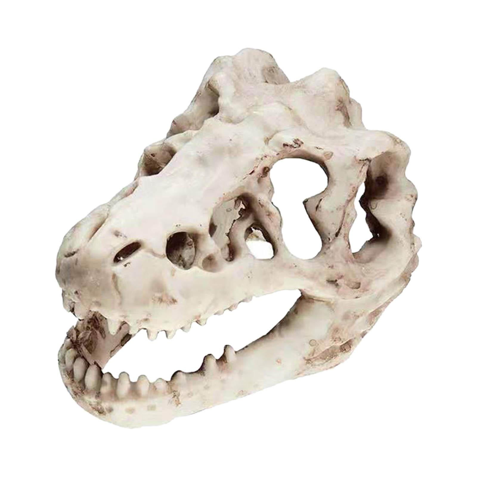 Bothyi - Acuario Dinosaurio Cráneo Cabeza Decoración Pecera Dinosaurio Cráneo Modelo